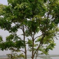 Remède 008 : Caïlcédrat Khaya Senegalensis La Plante astringente 