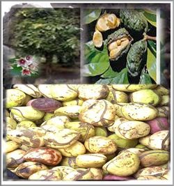 Lire la suite à propos de l’article La Noix de Kola pour Agrandir le Pénis Naturellement avec les Plantes en RDC, France, Tchad, Pérou, Cote d&rsquo;Ivoire, Gabon
