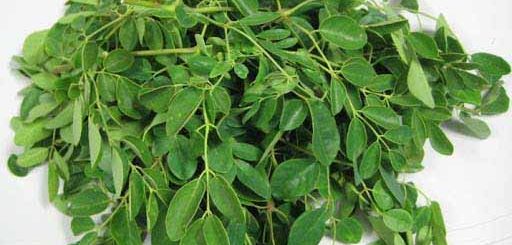 Moringa Complément Alimentaire