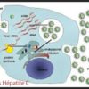 Traitement Hépatite B Remède de Naturel. Pantes pour Soigner l'hépatite b naturellement et très efficace. Voici ce qu'il vous faut