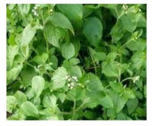 Roi des herbes