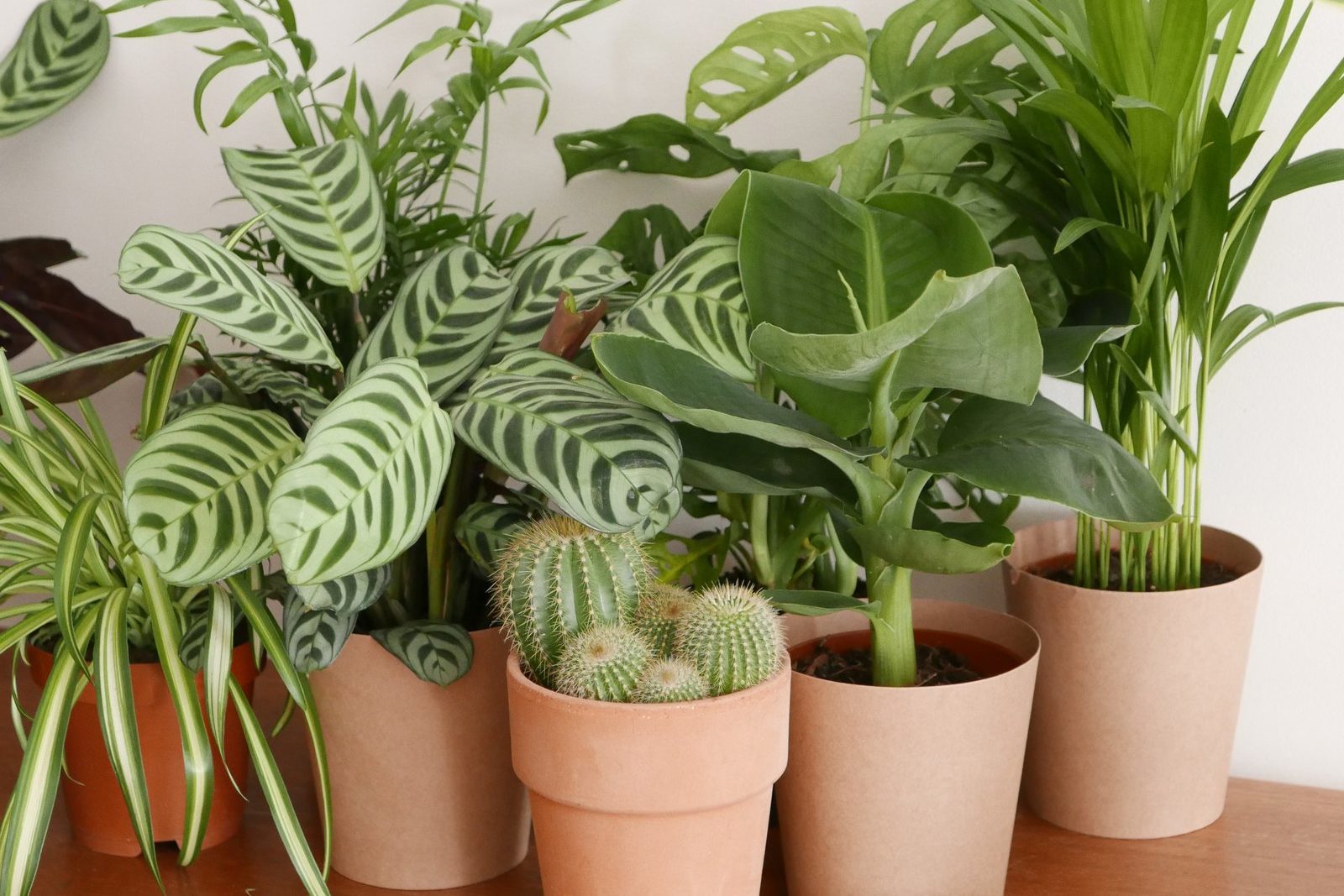 Afrique bio santé: la santé par les plantes