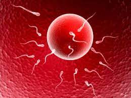 Lire la suite à propos de l’article L&rsquo;infertilité Masculine Traitement Naturel : Cause Symptômes et Soin Naturel