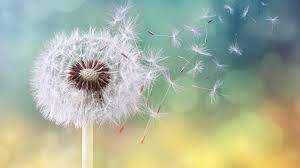 ’est une plante qui a une forme d’étoile. Cette dernière est bien remarquable quand on la regarde du dessus (aster = étoile en latin)