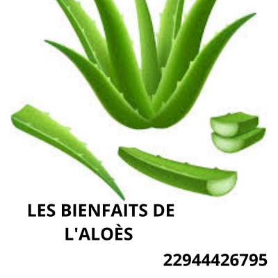 Lire la suite à propos de l’article les vêtues de l&rsquo;aloès Vera: les merveilles de l&rsquo;aloès dans la vie