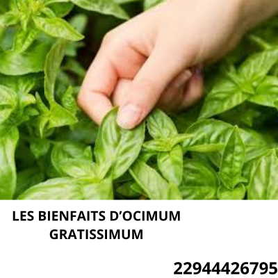 Lire la suite à propos de l’article Les vêtues d&rsquo;ocimum gratissimum: les bienfaits d&rsquo;ocimum gratissimum dans la vie